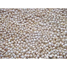 The Taj   White Sorghum Seeds