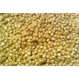 The Taj   Yellow Sorghum Seeds