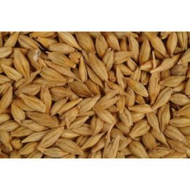 The Taj   Barley Seeds