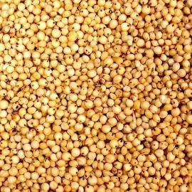 The Taj   Yellow Sorghum