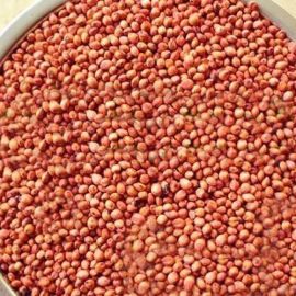 The Taj   Red Sorghum