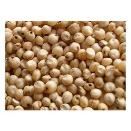 The Taj   Creamy White Sorghum