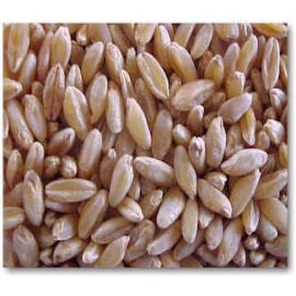 Goyal Durum Wheat