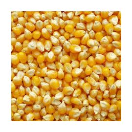 Yellow Maize