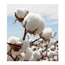 Raw Cotton